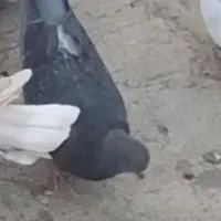 کبوتر|پرنده|اراک, |دیوار