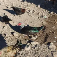 غاز و قوغاز واردک روسی|حیوانات مزرعه|مشگین شهر, |دیوار