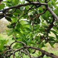 خانه باغ نیاسر  تجره نیاسر