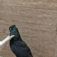 زاغ|پرنده|خرمشهر, |دیوار