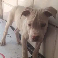 پیت بول|سگ|سیرجان, |دیوار