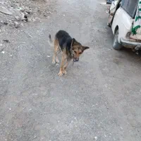 سگ ژرمن|سگ|بیرجند, |دیوار