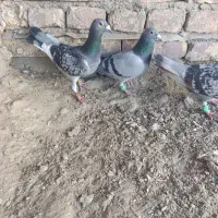 ستا ماده عتیقع