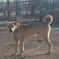 سگ سرابی دم فر