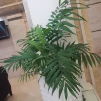 سلام به تعدادی نیروی جوان جهت رستوران هتل