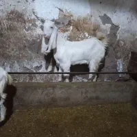 بز. بزغاله گلابی اصل