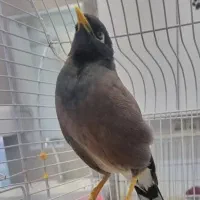 مرغ مینا سخنگو ۲۰ کلام|پرنده|تهران, سلسبیل شمالی|دیوار