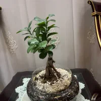 گل بن سای زیبا با گلدان تزئینی خوشگل بلور