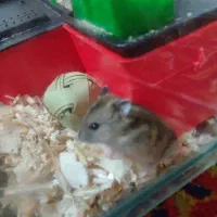 همستر|موش و خرگوش|کرمانشاه, |دیوار