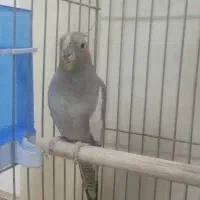 فروش عروس هلندی ماده