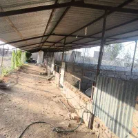 فروش دامداری مجهز و فعال در ابوزیدآباد با امکانات|فروش دفتر صنعتی، کشاورزی، تجاری|کویرات, |دیوار