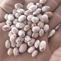 لوبیا چیتی سرحد