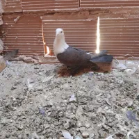 کله سفید،وچند تا کفتر گرفتنی|پرنده|سبزوار, شرق کال شمالی|دیوار