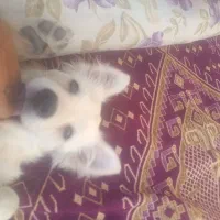 سگ پامر و اشپیتز|سگ|شیراز, مسلم|دیوار