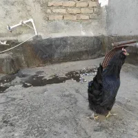 مرغ لاری و سیاه|حیوانات مزرعه|چناران, |دیوار