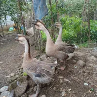 قوغاز آفریقایی اصل نوک مشگی