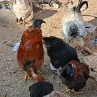 ۵ عددمرغ تخم گذارجوان ۲دوملیون