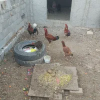 خروس لاری|حیوانات مزرعه|بافق, |دیوار