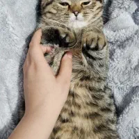 گربه اسکاتیش|گربه|سبزوار, قصبه اب یمین|دیوار