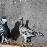 هفرنگ خطی خال خرمایی|پرنده|تاکستان, |دیوار