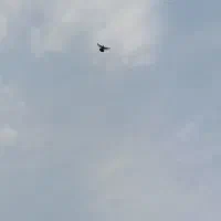 کبوتر فیلی گویروخ 40سانت|پرنده|خسروشاه, |دیوار