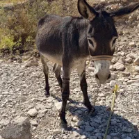 الاغ نر