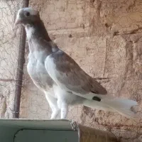 دو عدد کبوتر پرشی
