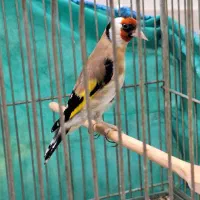 سهره و قناری جفتی سهره