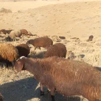 دو عدد میش روزگاری|حیوانات مزرعه|داران, |دیوار