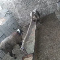 بره نر|حیوانات مزرعه|لنده, |دیوار