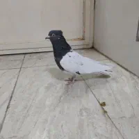 کبوتر کله ای|پرنده|لنجان, |دیوار