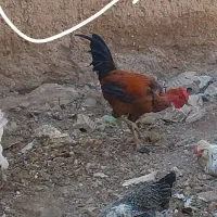 مرغ محلی|حیوانات مزرعه|زرقان, |دیوار