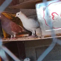 کبوتر بشرط پرش