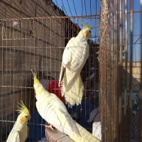 طوطی عروس مولد|پرنده|محمدشهر, ولدآباد|دیوار