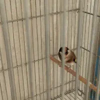 سهره قرص بخون