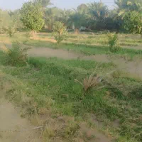 100 تا درخت دوساله خرما و 10تا درخت پرتقال نارنج|فروش زمین و ملک کلنگی|ریگان, |دیوار