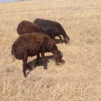 دو عدد قوچ یک سال|حیوانات مزرعه|سربند, |دیوار