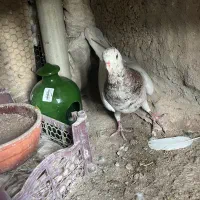 نر سرور|پرنده|طالقان, |دیوار