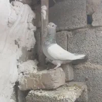 چند عدد کفتر رنگی