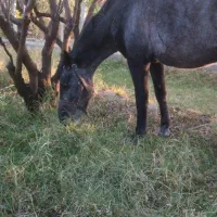 اسب کرد پر خون