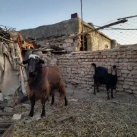 تکه|حیوانات مزرعه|قائن, |دیوار