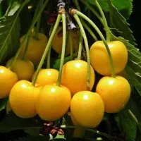 دانشجو خانم (تسلط انگلیسی) نیمه وقت