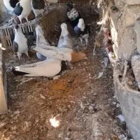 کبوتر ماده جوان