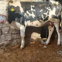 گاو گوساله سمینتال