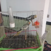 فروش عروس هلندی