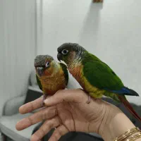 جفت گرینچیک دستی|پرنده|شهریار, شهرک وائین|دیوار