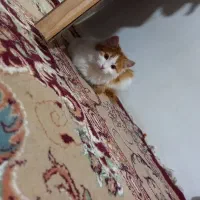 گربه|گربه|مراغه, |دیوار