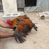 مرغ و خروس پاکوتاه|حیوانات مزرعه|خمیر, |دیوار