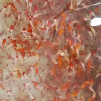 ماهی گولفیش