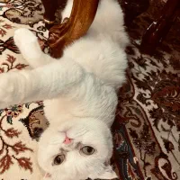 گربه برتیش اسکاتیش ماده|گربه|پرند, فاز ۴|دیوار